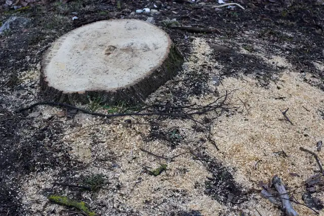 A freshly cut tree stump surrounded by sawdust